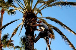 El Ayuntamiento de Elche contrata con empresas la poda de palmeras en la vía pública para mejorar el estado del Palmeral