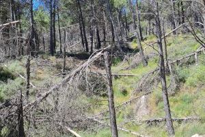 Centenars de pins secs s'acumulen en la muntanya d'aquest poble de Castelló des de 2017