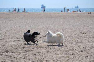 Quines són les millors platges per a gaudir amb el teu gos en la Comunitat?