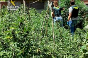 Detinguda una família de Benicarló per cultivar marihuana i tenir armes a casa