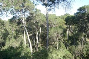 Torrent reafirma su compromiso en las zonas verdes con una brigada permanente forestal