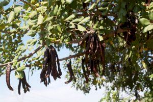 La demanda creciente de la algarroba para la alimentación y cosmética dispara el precio de este fruto seco