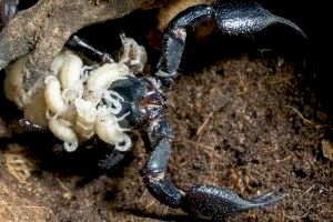 Nacimiento del escorpión más grande del mundo en Bioparc Valencia