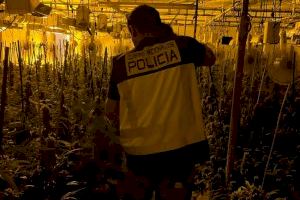 Desmantelado un cultivo de marihuana en una nave industrial en Elche