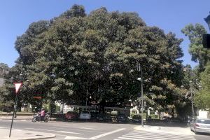 Conoce los 24 árboles más grandes de la ciudad de Valencia
