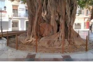 El Ayuntamiento instala vallados para proteger las raíces de los ficus centenarios de la plaza de Gabriel Miró