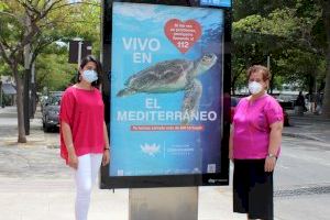 Oliva comença la segona fase de la campanya "Tortugas en el Mediterráneo" de la Fundació Oceanogràfic junt als 55 municipis que hi participen en l'activitat