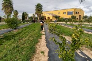 La tecnologia es posa al servei de la lluita contra la plaga del cotonet en el camp valencià
