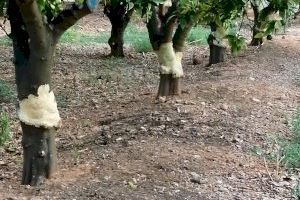 Una plaga de conejos destroza campos de cítricos en la comarca de la Plana Alta