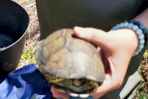 Burriana arranca una campaña para la conservación de las tortugas autóctonas en el Clot de la Mare de Déu