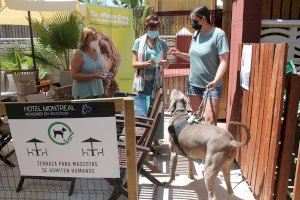 Hoteles y campings de Benicàssim se suman a la campaña “Tu Mascota, Tu Responsabilidad”