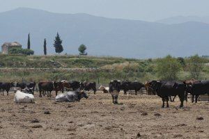 La ramaderia valenciana en crisi: augmenta un 20% el preu dels pinsos, la llum, el gasoil i el gas