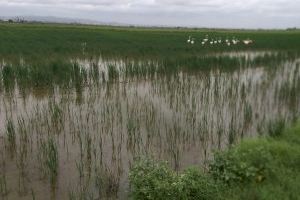 Los flamencos destrozan los campos de arroz de la Albufera
