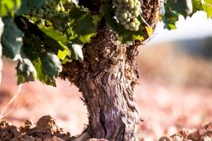 LA UNIÓ de Llauradors espera un descenso de entre el 5 y el 10% en la próxima cosecha de uva de vinificación en la Comunitat Valenciana