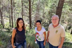 El PPCV pide al Consell que limpie los montes valencianos “convertidos en cementerios de pinos por su dejadez”
