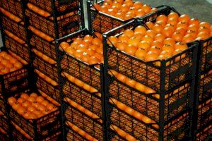 Europa notifica 500 alertas por frutas y hortalizas de Turquía con residuos de plaguicidas prohibidos