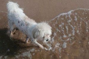 Podem Burriana pide al Ayuntamiento una playa canina