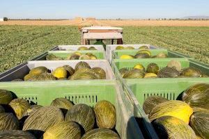 Mercadona prevé comprar más de 60.000 toneladas de melón de origen nacional