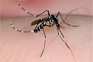 Sanidad destina 350.000 euros en ayudas a municipios para el tratamiento de lucha contra el mosquito tigre en la Comunitat Valenciana