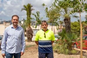 Teulada Moraira protege el medioambiente trasplantando sus árboles