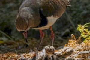 El aviario de Terra Natura Benidorm crece con el nacimiento de dos polluelos de tero