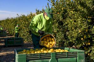 Carrefour incrementa un 20% las compras de limón nacional