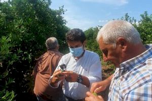 Mundina (PP) pide a Ribó ayudas para los agricultores de Valencia que tienen el ‘cotonet’ a las puertas de sus campos