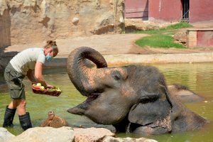 La elefanta Petita cumple 49 años con un gran postre de fruta