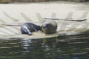 Nace una foca común en el Oceanogràfic de València