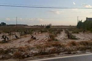 LA UNIÓ informa que la pedra d'ahir va afectar unes 1.000 hectàrees de cultiu en alguns llogarets del terme municipal de Requena
