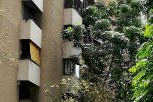 Giner demana inspeccionar l'estat de l'arbratge de València per a evitar caigudes de branques i molèsties en els edificis