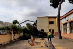 Albal retira el pino centenario que cayó a causa de las tormentas en un colegio
