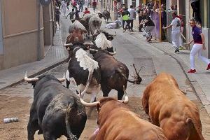 Almassora podría ser el primer municipio de la Comunitat en recuperar los  'bous al carrer'