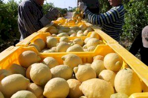 La campaña del limón en la Vega Baja se presenta con un descenso de producción del 50% y buenos precios en origen