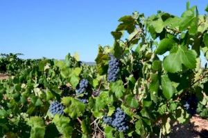 LA UNIÓ de Llauradors reclama mesures per a pal·liar els desequilibris que s'estan donant en el sector vitivinícola per un preu del raïm injustificadament baix