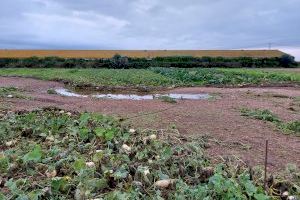 La DANA arrasa cosechas y caminos rurales en varios puntos de la Comunitat Valenciana