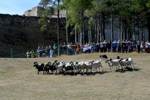 La Fira de Morella contará con una exhibición de perros pastores