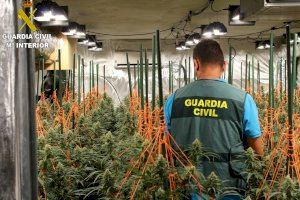 Halladas en Montesa y Agullent dos plantaciones con 800 plantas de marihuana