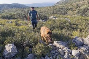 Troben el cos sense vida del caçador desaparegut a Catí a finals de 2020