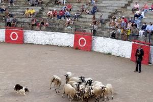 Perros pastores y charlas durante la Feria de Morella