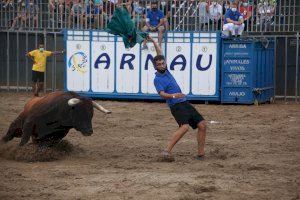 Vila-real exhibeix tres bous cerrils com a colofó taurí de les festes de la Verge de Gràcia