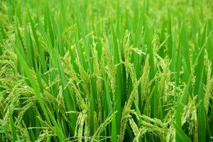 La presencia récord de malas hierbas arrasa con los campos de arroz valencianos en plena siega