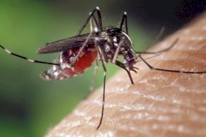 València acoge una jornada internacional sobre estrategias de control del mosquito tigre