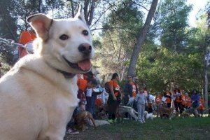 Vila-real impulsa la adopción animal con una feria el domingo 26 de septiembre