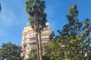 El Ayuntamiento de la Vila ultima su actuación para el saneamiento de más de 200 palmeras en todo el municipio