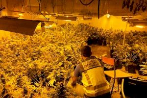 Desmantellat a Gandia un macro laboratori de cultiu accelerat de plantes de marihuana amb dos detinguts
