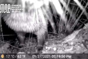Captan por primera vez en vídeo a una nutria en el Clot en Burriana