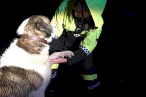La Policia Local d'Almenara rep el guardó a les experiències i bones pràctiques dels servicis policials per la protecció animal