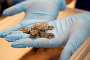 Eclosionan 70 tortugas marinas de un nido hallado en la playa de El Puig