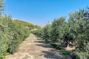 L'Ajuntament d'Altea trasllada l'Almàssera per donar resposta a la temporada de l'oliva